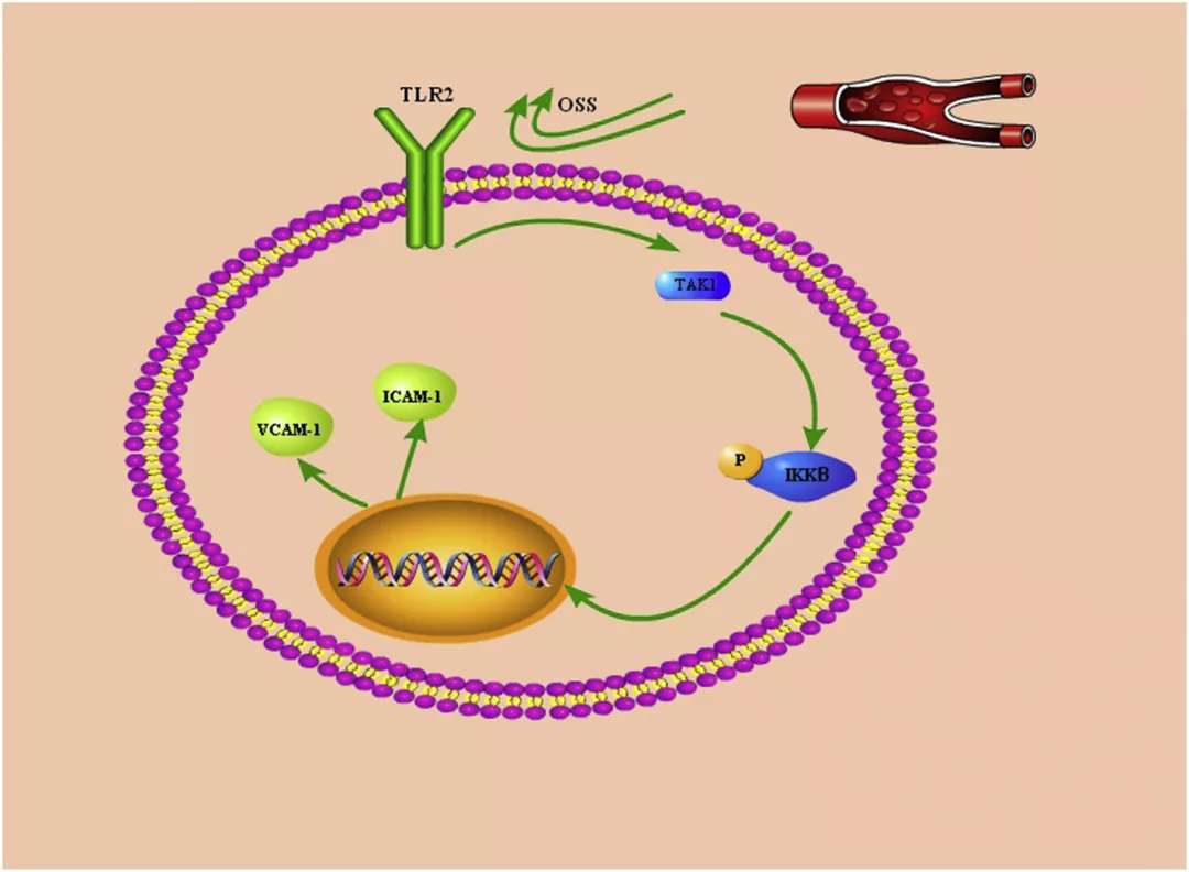 振蕩流通過 HUVECs 中的 TLR2-TAK1-IKK2 信號(hào)通路促進(jìn)炎癥反應(yīng)