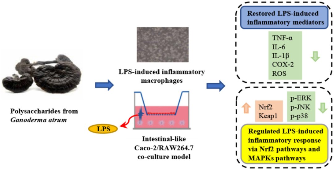 靈芝多糖對 LPS 誘導的炎癥巨噬細胞模型及腸樣 Caco-2/巨噬細胞共培養(yǎng)炎癥模型的調(diào)控作用
