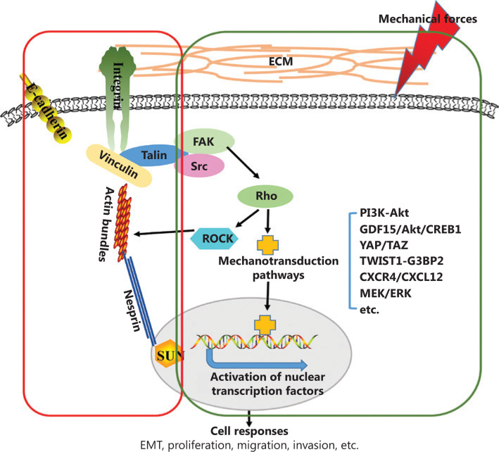 機械微環(huán)境在癌癥發(fā)生和進展中的作用