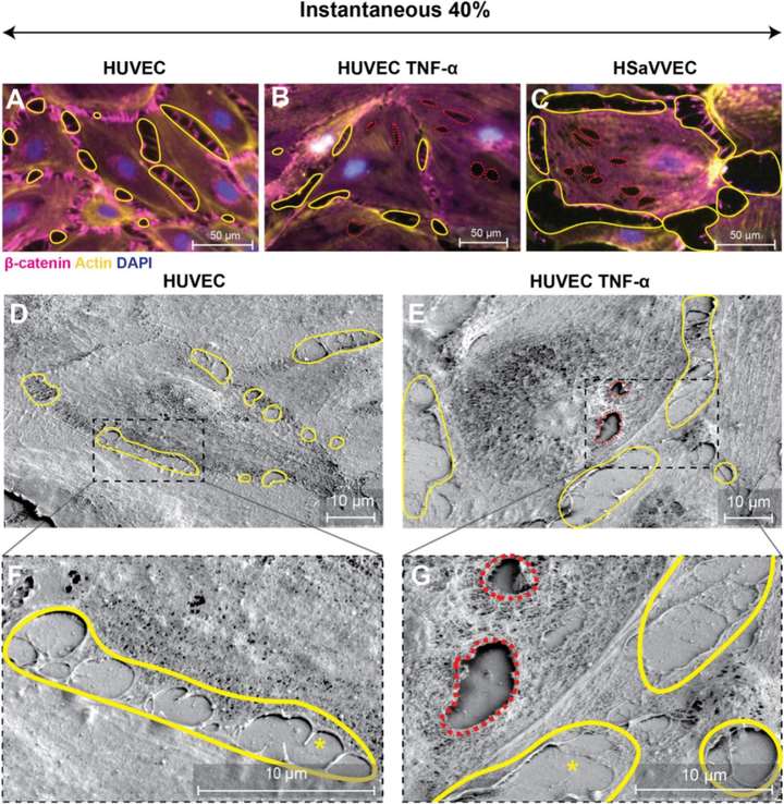 拉伸誘導(dǎo)的內(nèi)皮細胞單層損傷