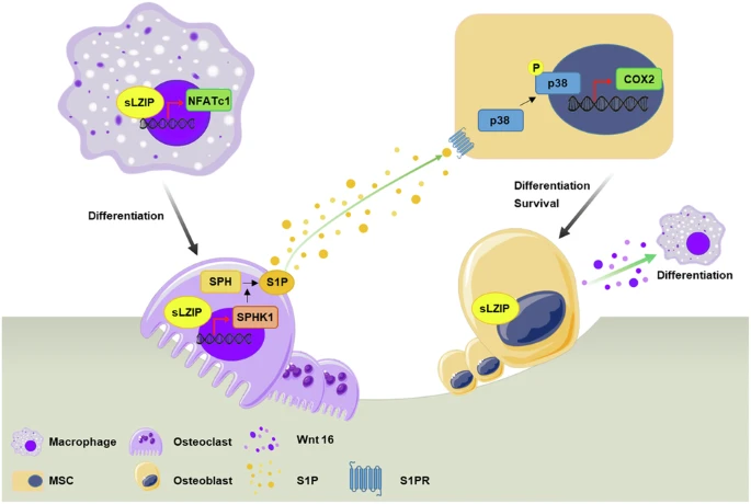 人亮氨酸拉鏈蛋白（sLZIP）通過(guò)調(diào)節(jié)成骨細(xì)胞和破骨細(xì)胞之間的串?dāng)_作為骨重塑的關(guān)鍵調(diào)節(jié)因子