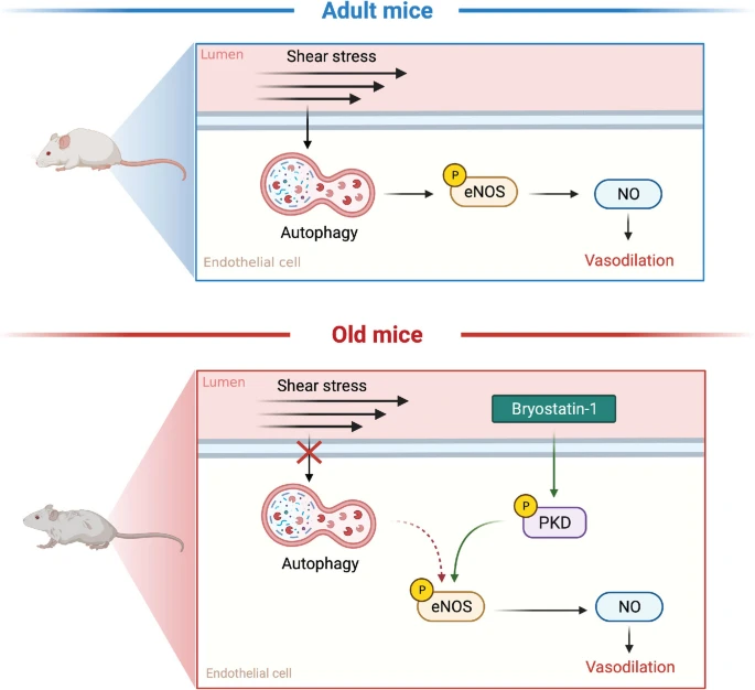 苔蘚抑素-1（Bryostatin-1）通過抑制內(nèi)皮細胞自噬改善動脈功能