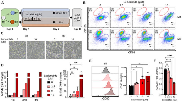 C/EBPβ 肽拮抗劑 Lucicebtide 誘導(dǎo)巨噬細(xì)胞向促炎表型極化并增強(qiáng)抗腫瘤免疫反應(yīng)