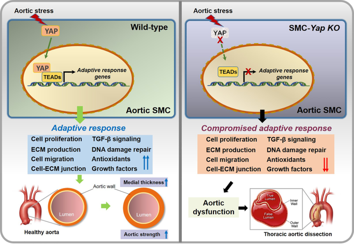小鼠主動脈應(yīng)力激活胸主動脈平滑肌細胞中的適應(yīng)性程序，維持主動脈強度并防止動脈瘤和夾層