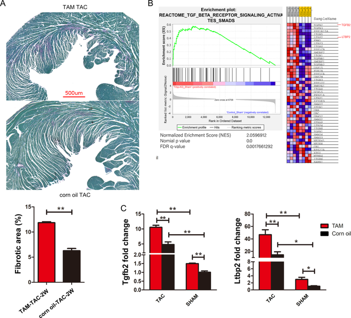 Trbp 通過(guò) TGF-β 通路介導(dǎo)的心肌細(xì)胞和成纖維細(xì)胞之間的串?dāng)_抑制心臟纖維化