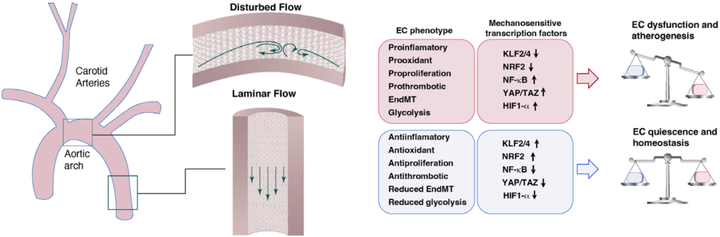 動脈粥樣硬化中的內(nèi)皮細胞力學(xué)生物學(xué)