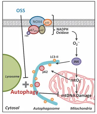 紊亂血流誘導(dǎo)自噬并損傷自噬流以擾亂線(xiàn)粒體穩(wěn)態(tài)
